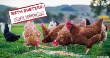 Busting Myths About Animal Agriculture
